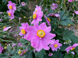 Blooming vibrant pink purple Anemone hupehensis autumn garden flowers close up, floral wallpaper background with autumn anemone flowers