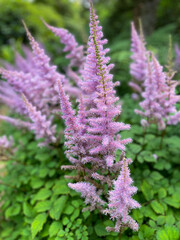 Beautiful blooming vibrant pink purple Chinese astilbe decorative garden flowers close up, floral wallpaper background with pink purple Astible flowers