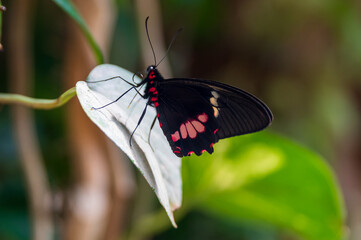 Common Mormon or Papilio polytes butterfly sitting on a leaf