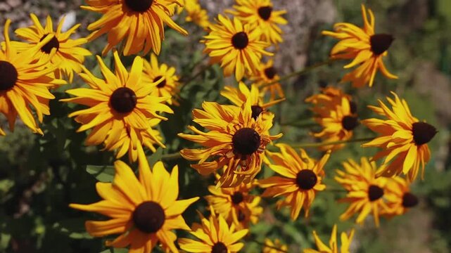 doronicum flower bush close-up on a summer sunny day. vertical orientation video