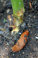 slug and wasps feeding on the stem of a sunflower