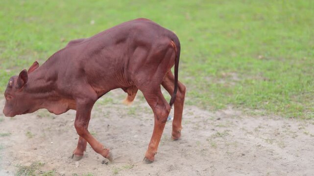 Bulls, cows and calves in a zoo and landscape park on a summer day