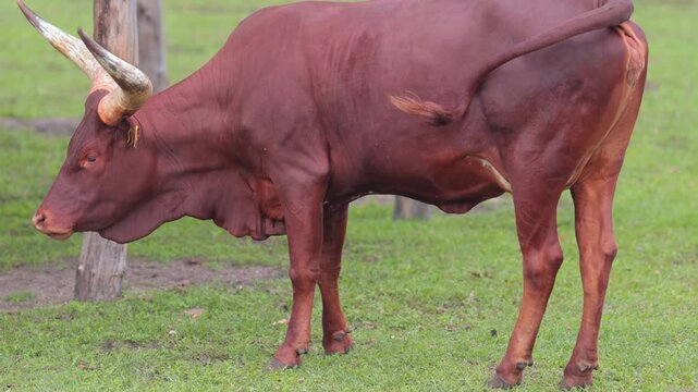 Bulls, cows and calves in a zoo and landscape park on a summer day
