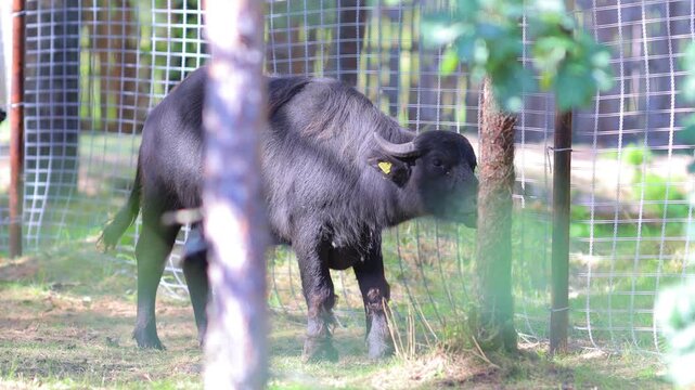 Yak bull bison, in a zoo and landscape park on a summer day