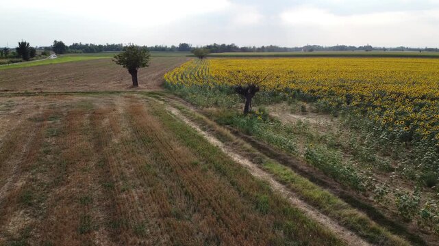 Field of sunflowers, Bosco Marengo, Alessandria, Piedmont, Italy