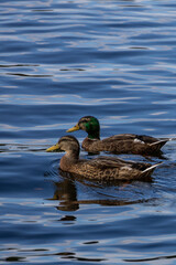 Ducks Swimming in a Calm Lake