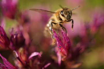 bee on a flower