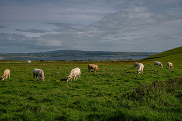 Obraz premium Ireland Countryside