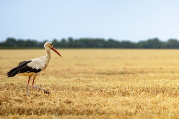 white stork ciconia