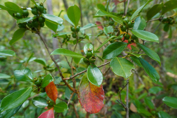 a native hawaii kauai plant