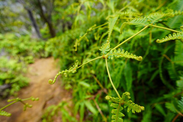 a native hawaii kauai plant