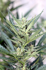 Obraz premium Cannabis flowering season sticky orange xxl automatic close up modern high quality print medical marihuana sensi seeds big size instant stock photography