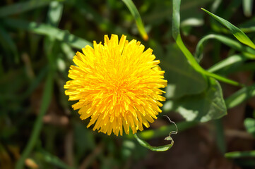 Dandelion flower