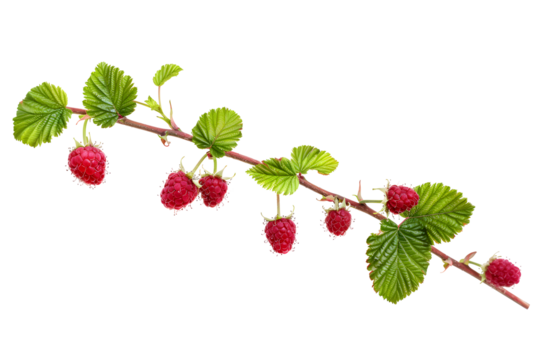 Raspberry branch with berries and leaves isolated on transparent background. PNG, cutout. Ripe, sweet seasonal berry clipart.