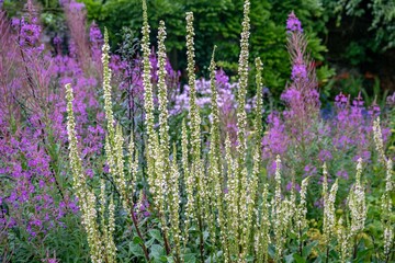 Obraz premium flower