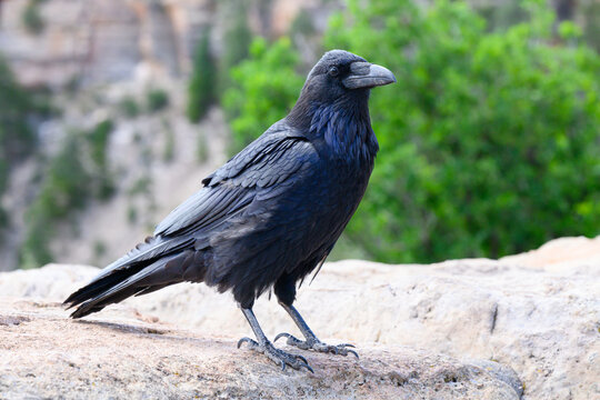 Full standing view of Common raven in close up on cliff edge
