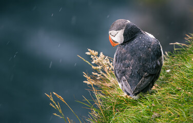 atlantic puffin