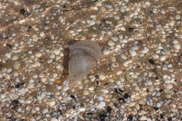 a jellyfish on a sandy beach. Marine inhabitant
