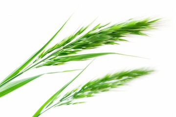 Fototapeta premium Vibrant green grass with a soft focus, perfect for nature themes and backgrounds, evoking freshness and tranquility.