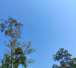 View of trees and clear blue sky during the day 