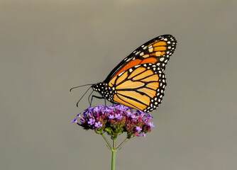 A beautiful Monarch butterfly atop Purpletop Vervain with a neutral background.