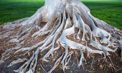 Roots of an Old Growth Banyan Tree.
