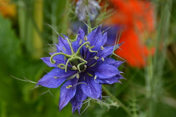 Close up of beautiful blue cornflower