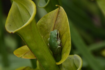 Cute tiny tree frog hiding in leaf