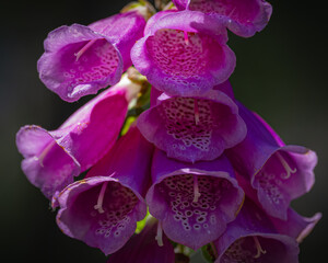 Foxglove flowers © Brian