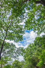 Some trees with a cloudy sky on the background