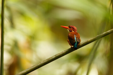 The Sulawesi dwarf kingfisher (Ceyx fallax) is a species of bird in the family Alcedinidae that is endemic to Sulawesi island, Indonesia.