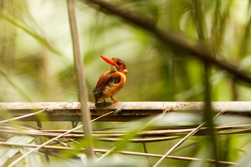 The Sulawesi dwarf kingfisher (Ceyx fallax) is a species of bird in the family Alcedinidae that is endemic to Sulawesi island, Indonesia.