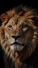 Naklejka premium lion on plain black background with copy space backdrop portrait