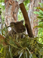 koala in tree