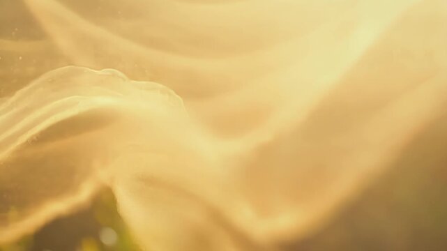 Soft golden rays dance through the atmosphere, creating a tranquil ambiance in a peaceful outdoor setting.