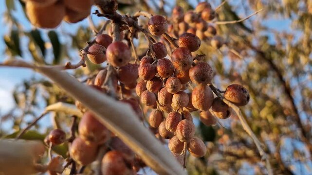 Oleaster tree branch with a bunch of wild berries. Elaeagnus angustifolia closeup natural healthy fruits ripening in late autumn. Russian olive or silver berry