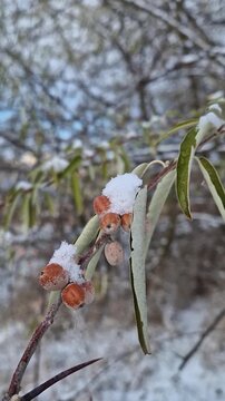 Closeup oleaster tree branch with a bunch of wild berries covered with snow. Elaeagnus angustifolia fruits or russian olive silver berry in winter season