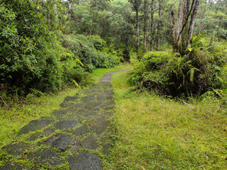 Stone Path Through The Forest in Hawaii
