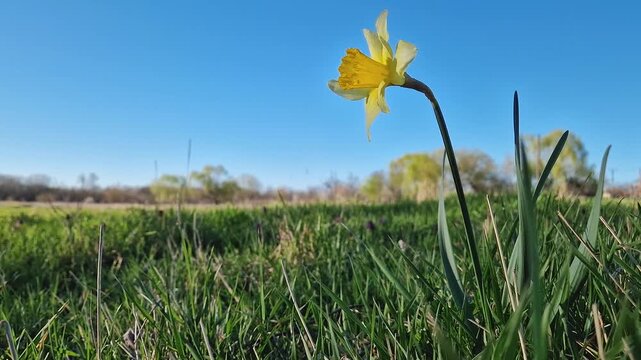 Wild daffodil blooming on a green grass pasture in a sunny spring day. Yellow narcissus plant springtime jonquil symbol