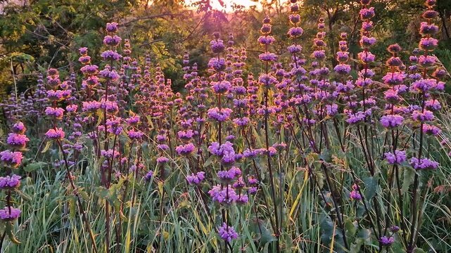 Phlomis tuberosa plant blooming in the woodland with a view to the sunset background. Sage leaf mullein flowering herb