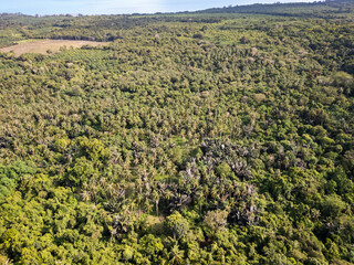  palm tree plantation in Indonesia, aerial drone view