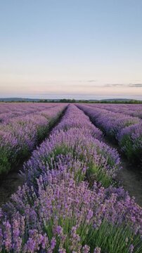 Idyllic scene with blooming lavender field. Beautiful purple lavandula flowers in summer summer light. Fragrant blossoms in the meadow