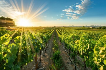 lush green vineyard with neat rows stretching to horizon sundappled grapevines heavy with ripe fruit warm late afternoon light idyllic wine country scene