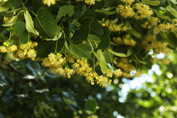 Beautiful linden tree with blossoms and green leaves outdoors