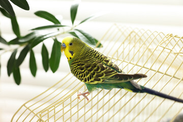 Pet parrot. Beautiful budgerigar sitting on cage indoors