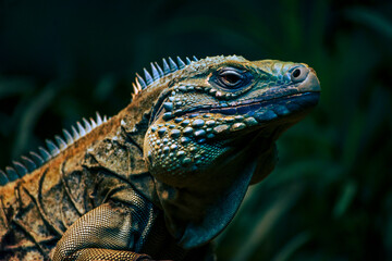 iguana on a tree