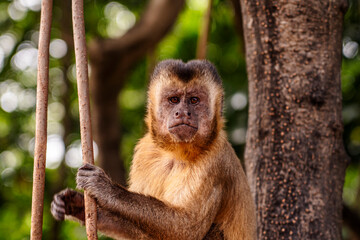 Naklejka premium Macaco Prego