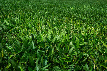 Close-up of rows of industrial green soybeans bushes for animal feed growing in a farmers field in the Midwest in mid summer