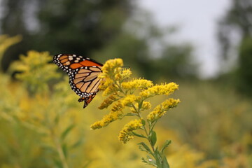 butterfly on a flower