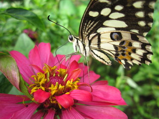 the butterfly and pink flower